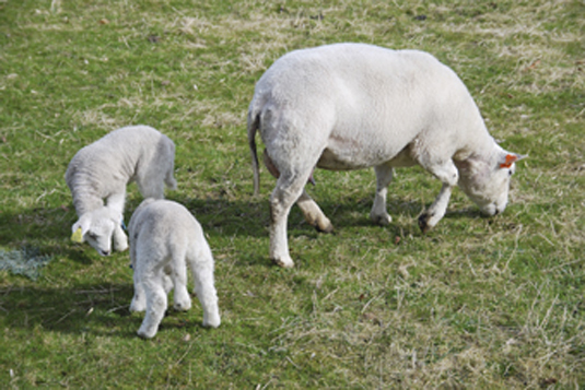 Mjølkeproduksjon og helse viktigaste fôringsspørsmål i sauehaldet