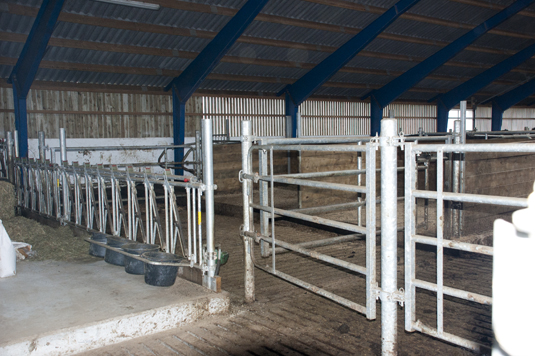 Kalveavdelinga i ammekufjøset. Her kan kalvane få ekstra oppfølging og god fôring med kraftfôr og høy.
