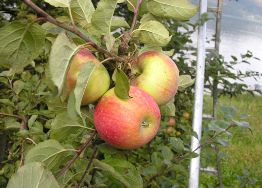 I dag blir det gitt dispensasjon for import av eple- og pæretrær på særskilte vilkår. 
