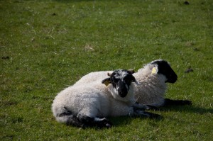 To sauer av skotsk svartfjes slappar av på grøn mark.