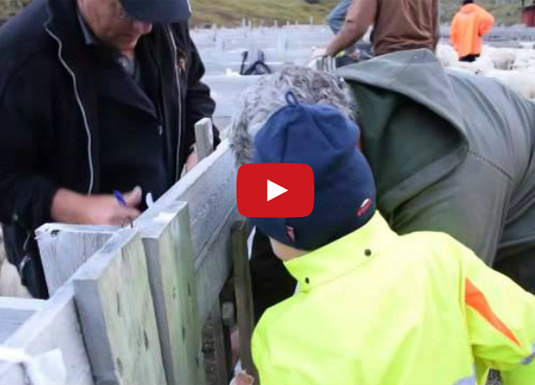 Film frå saueskiljing