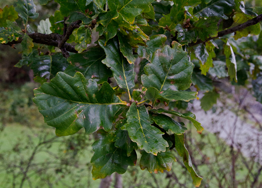 Yrende liv i hule eiker