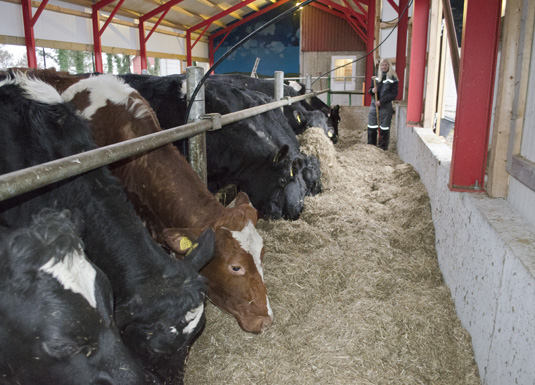 Nytt liv for gjeldkua