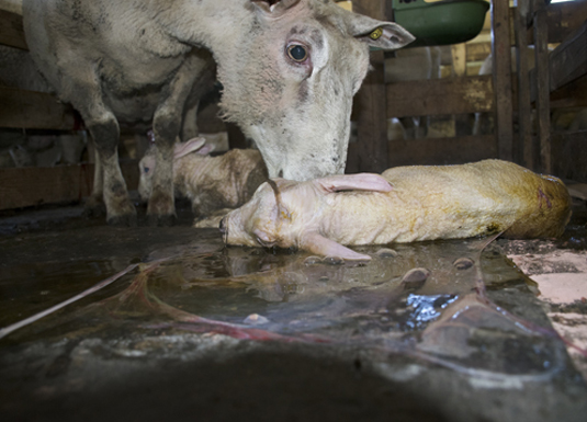 «Adopsjon før sauen har født sitt eget lam, synes eg er best,» skriver Siri Haugland. (Illustasjonsfoto: Jofrid Åsland)