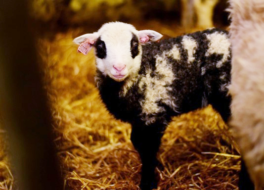 Ytring: Bondelaget og lammetilskot