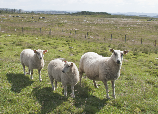 Omlegging av lammeslakttilskotet har møtt kraftig kritikk frå sauebønder.