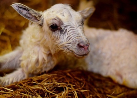 Lamming utan skjult kamera