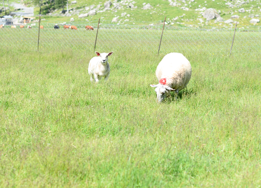Må beite førsteslåtten