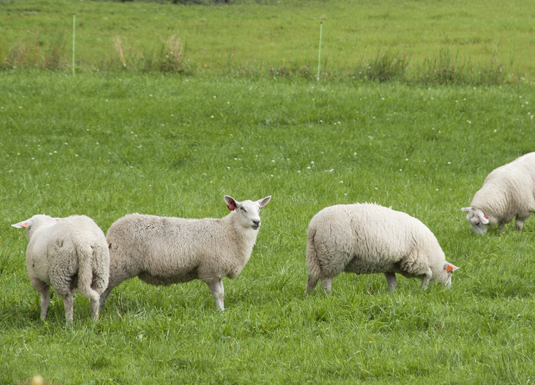 Det anbefales å plukkslakte etter vekt, og holdvurdere lamma etterpå.  Saulam kan være slaktemodne på 45 kg (NKS) mens værlam kan bli over 50 kg (NKS).