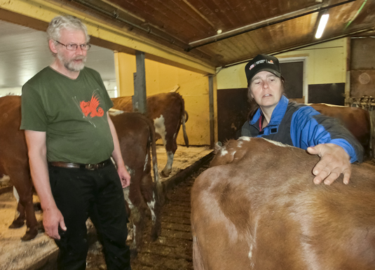 Anders Hopland og Liv Synnøve Andersen vurderer haldet på kua. Haldvurdering er ein blanding av å bruke auga og å kjenne på feittlaget på kua. Foto: Lise Elvagjeng.