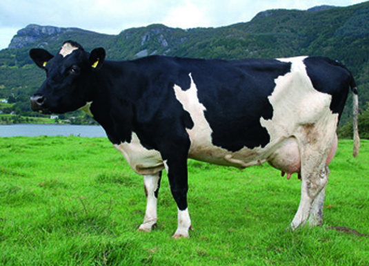 Danmark – 86 prosent av melkebedriftene driver med underskudd