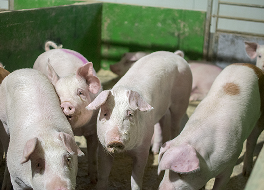 Olav Eik-Nes, administrerende direktør i Norsvin, mener svinenæringen i stor grad oppfyller regjeringens målsetting om norsk landbrukspolitikk. (Illustrasjonsfoto: Bondevennen)