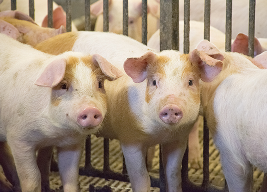 Smittebeskyttelse hos gris