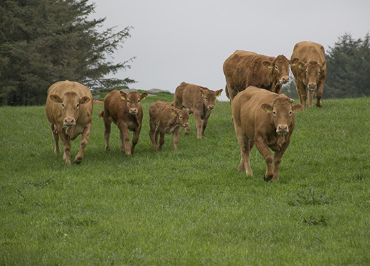 Velferd på grønt gras
