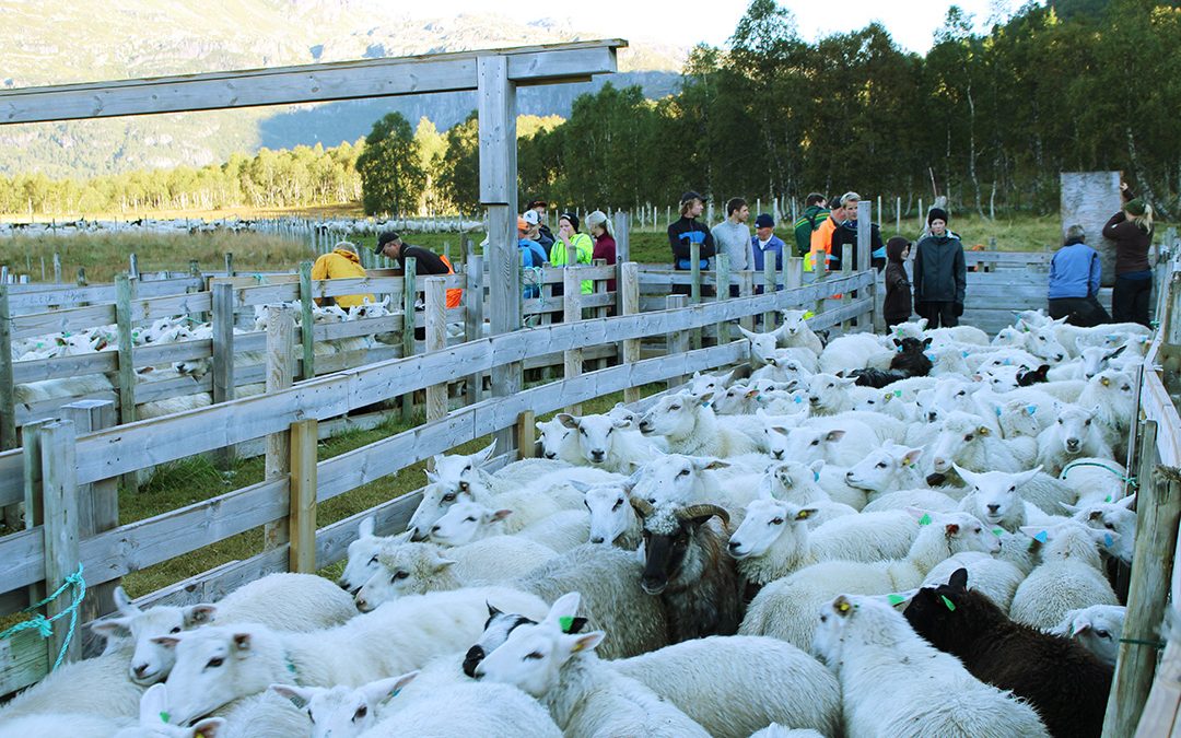 På sauesamling i Slettedalen