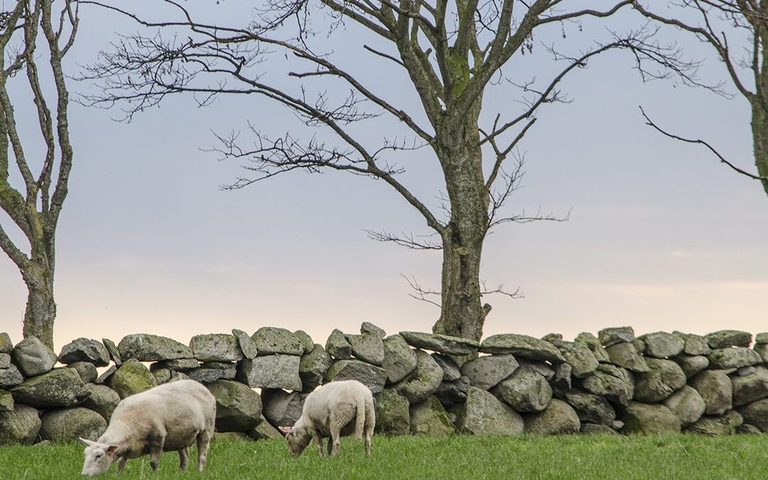 Klosterlam i godt selskap