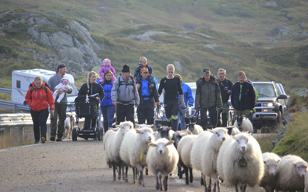 Sauesamling og folkeliv