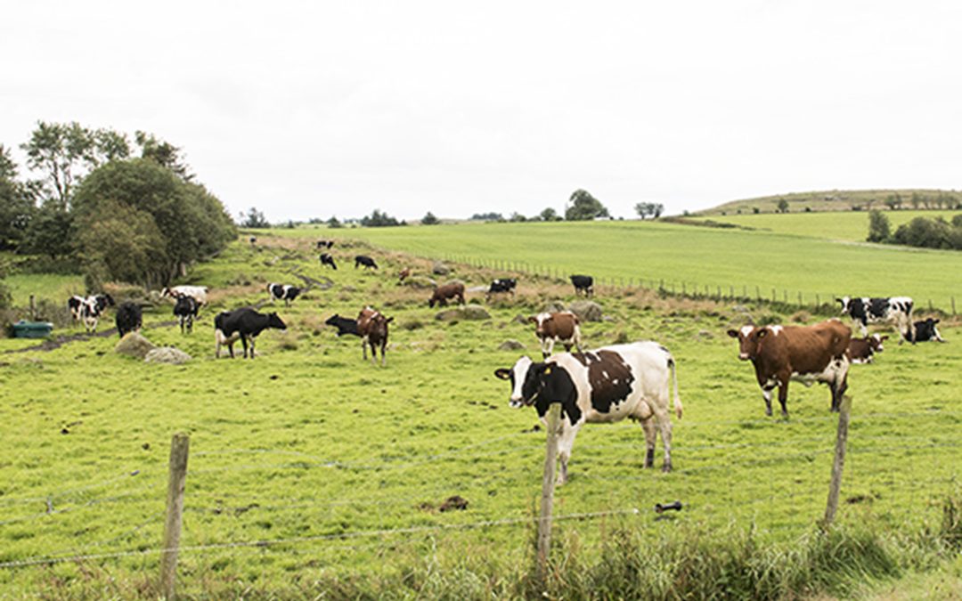 Nye søknadsfrister for produksjonstilskudd
