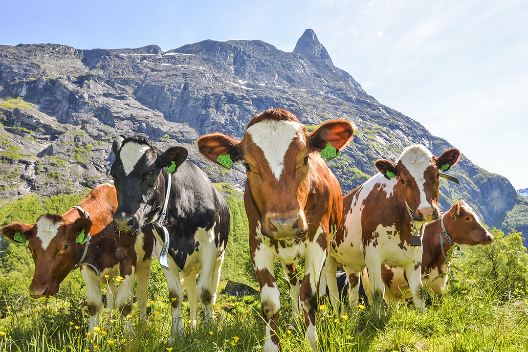 Foto: Anders S. Kroken Åndalsnes i Møre og Romsdal, bilder fra hans gård kalv på beite