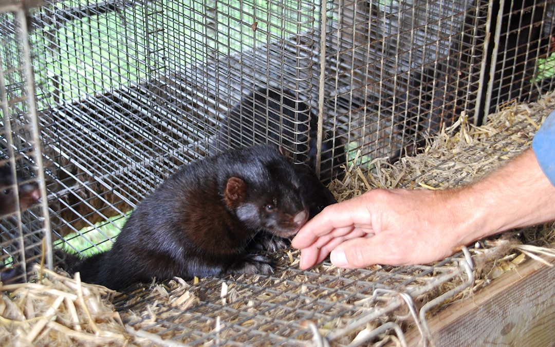 Pelsdyrbøndene får halda fram