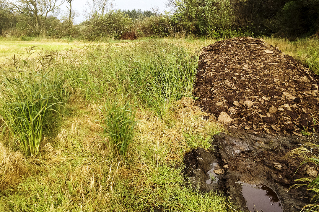 Dominerer: Hønsehirse er eit eittårig ugras som set små krav til vekseplassen og greier seg bra både i tørre og våte somrar. Foto: Arne Vagle, Norsk Landbruksrådgiving Rogaland.