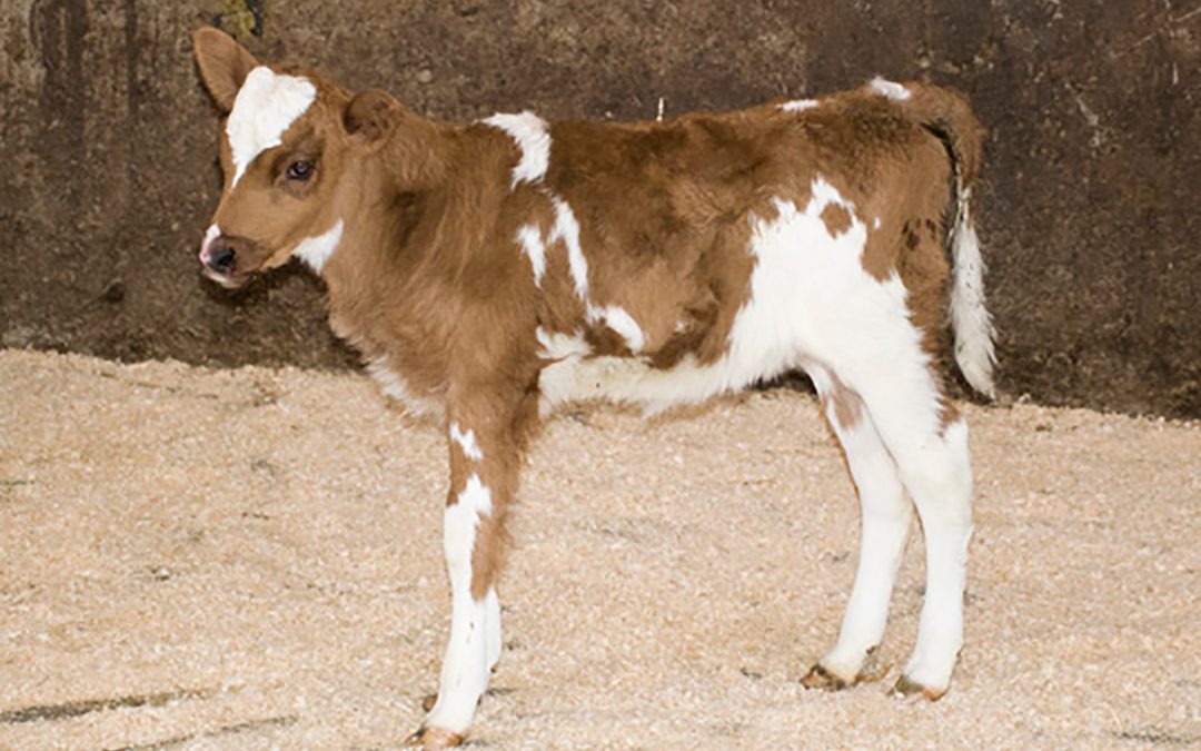 Helsestorfe – kvalitetsbetaling for god livdyrhelse