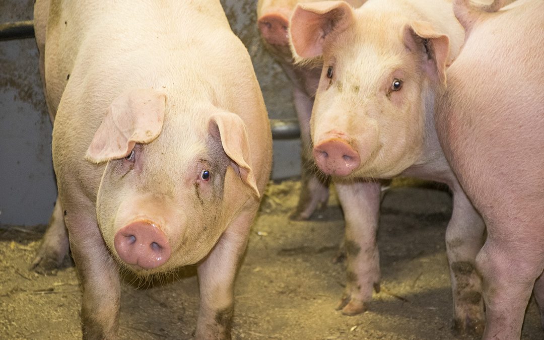 Omdømmeproblem og overproduksjon