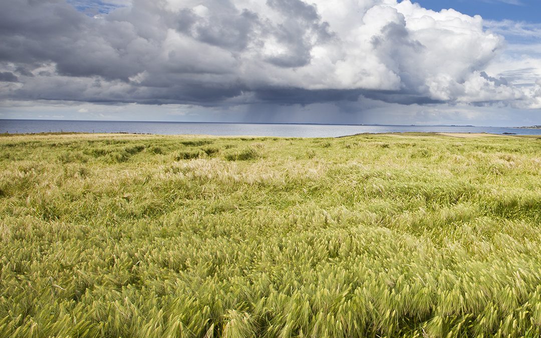 Godt år for korn- og svineprodusenten