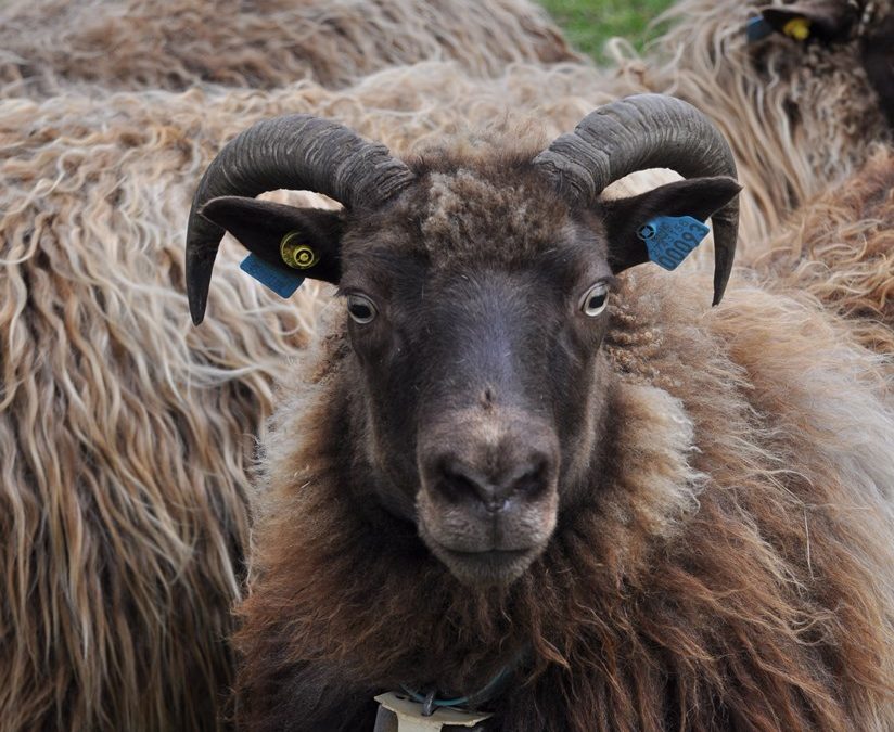 &laquo;Spælsau frå Setesdal&raquo;