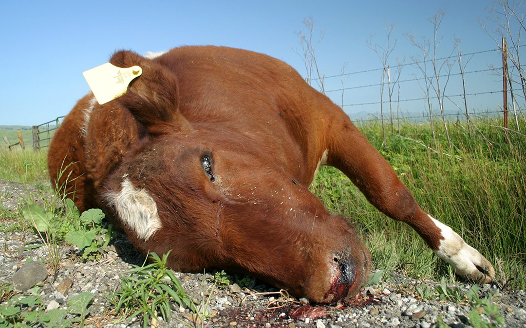 Hugs hjerneprøvar av kadaver