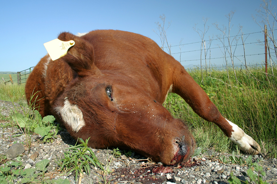 Dead cow by the side of a road in northern California.