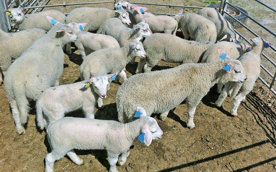 Mikromineraler til sau