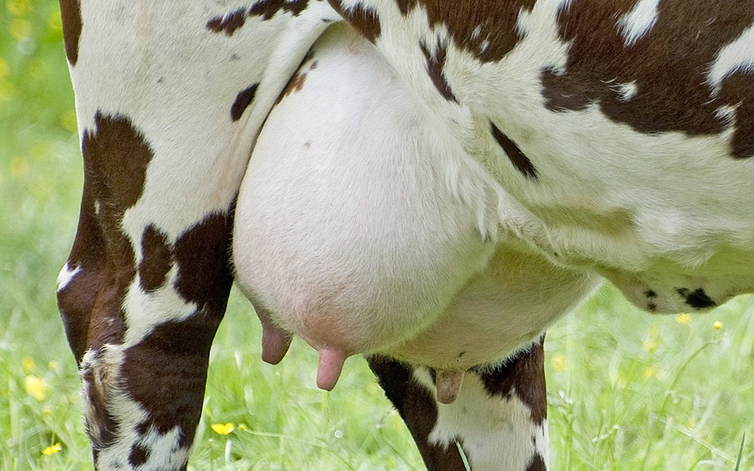 Fôring og fruktbarhet