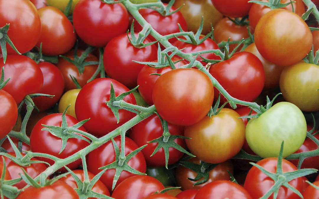 Areal-løft for norsk tomat