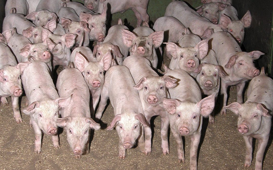 Skråblikk på europeisk svineproduksjon