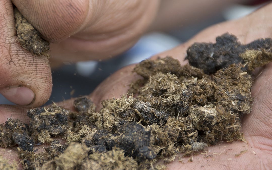 Trong varme til grisen