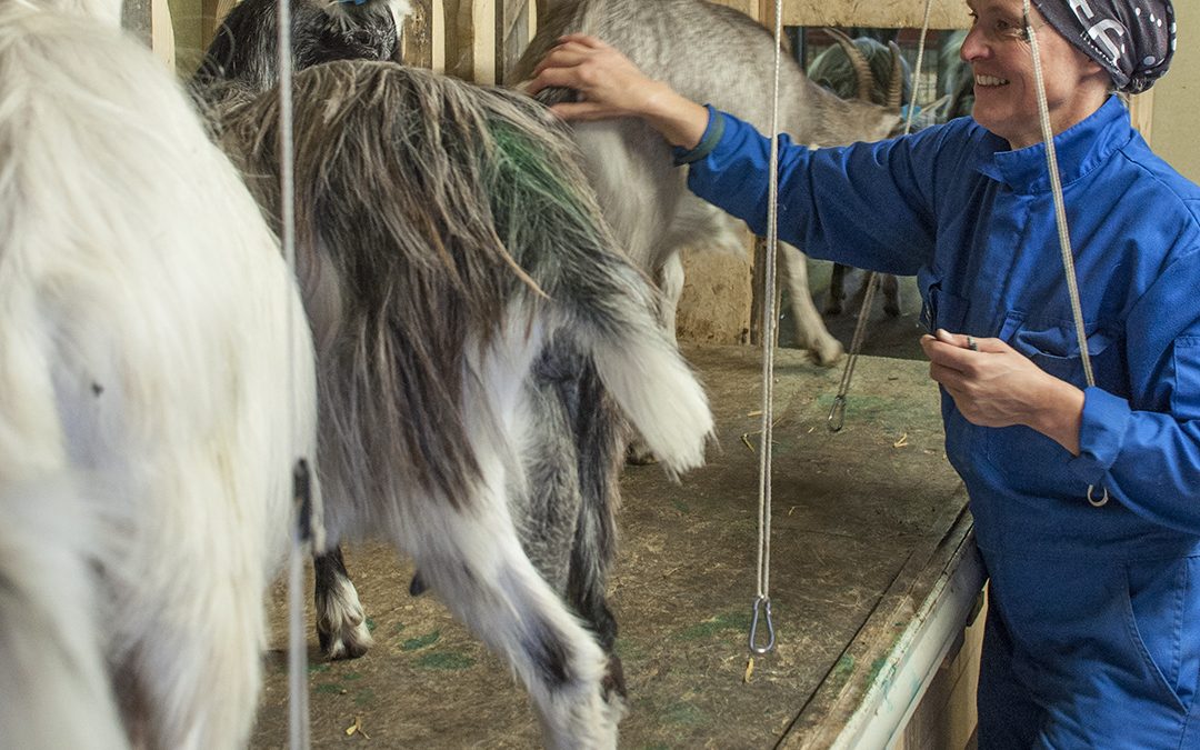 Storbyoptikar blei mikroystar