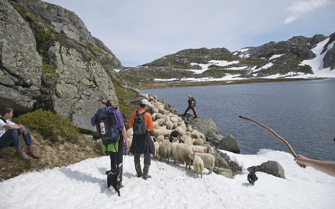 Beiteløft i hovedstaden