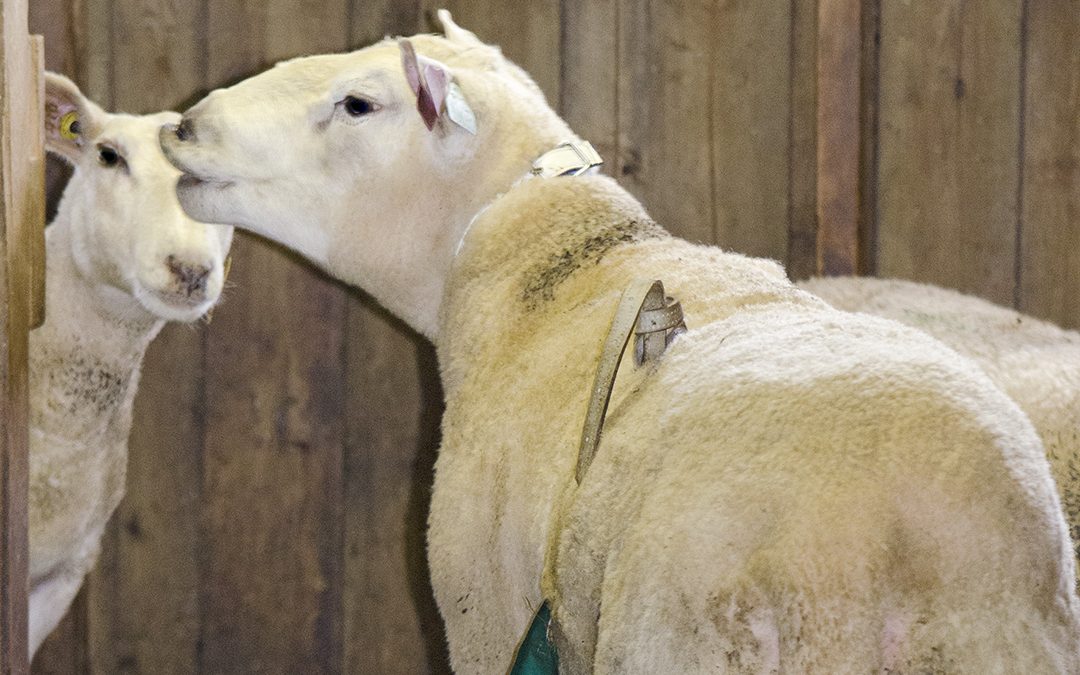 – Førebu paringa godt