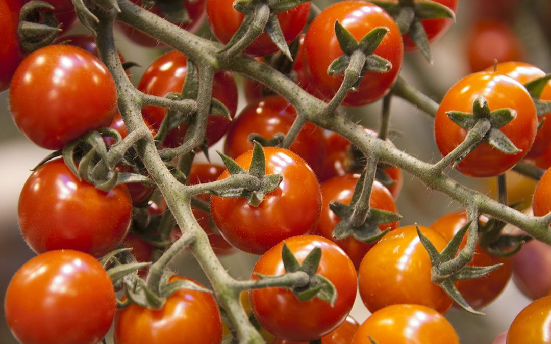 Gråvêr og import utfordrar grøntprodusentane