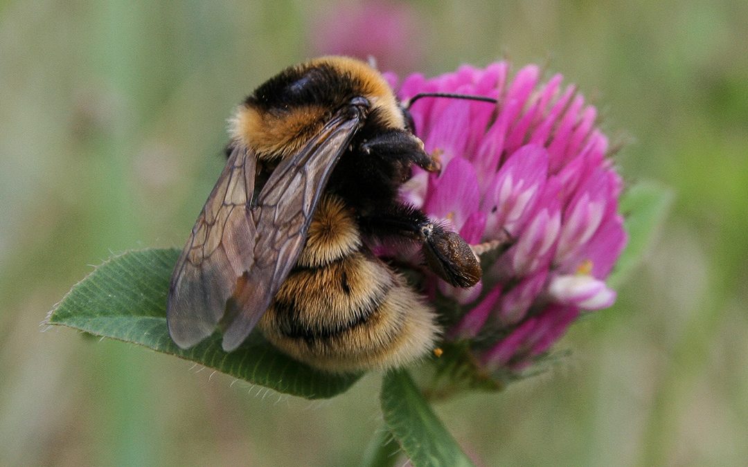 Landbruket kan hjelpa insekta