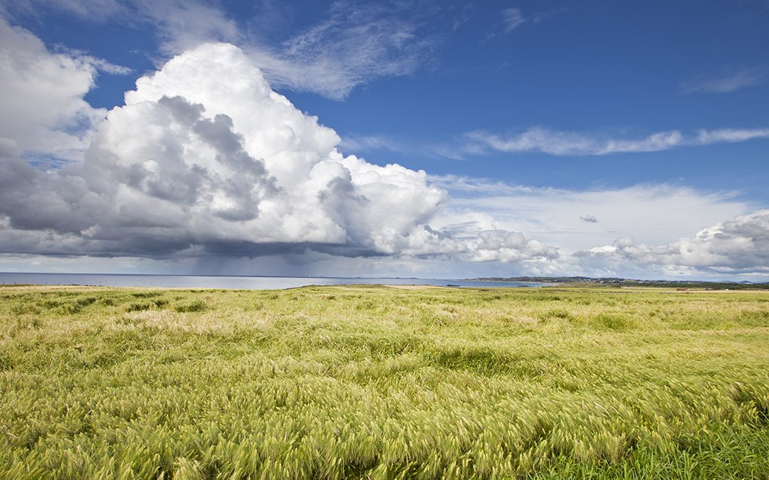 Kjøper korn av både Fk-Agri og Strand Unikorn