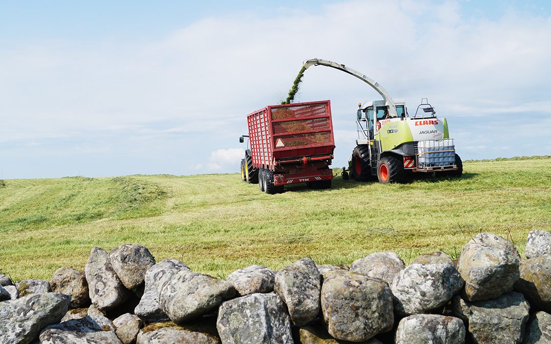 Det er lønsamt å setja pris på graset