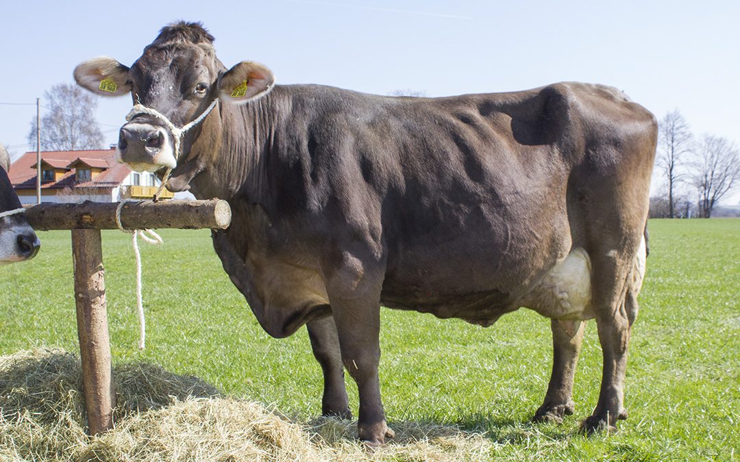 Haldbare kombikyr i Sør-Tyskland