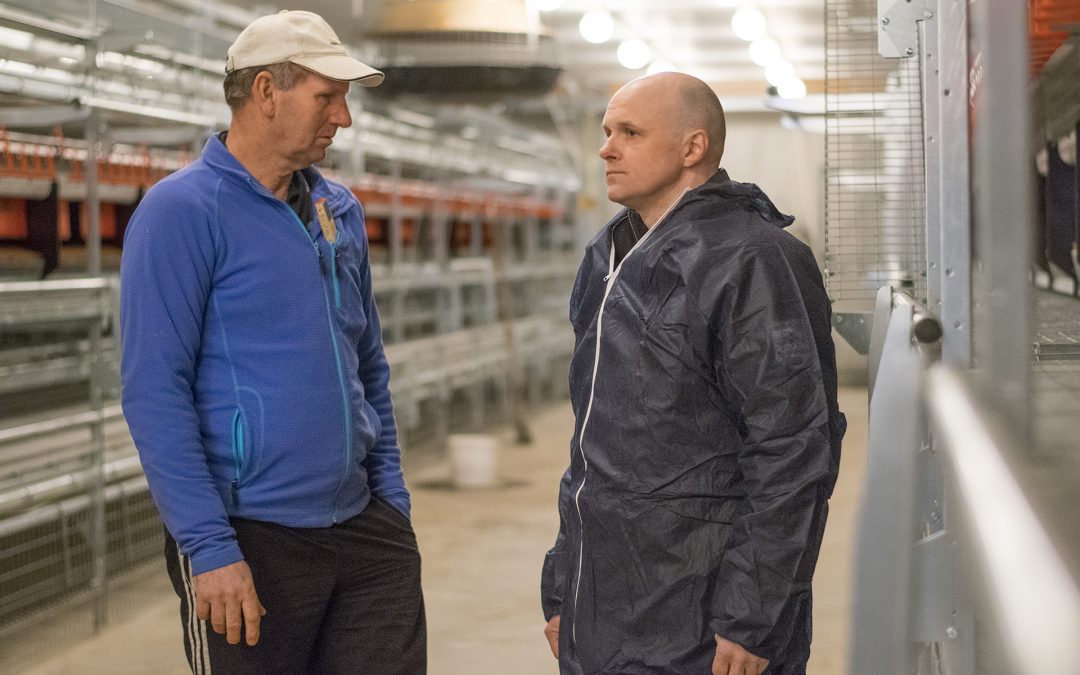 Klar for frittgåande høns