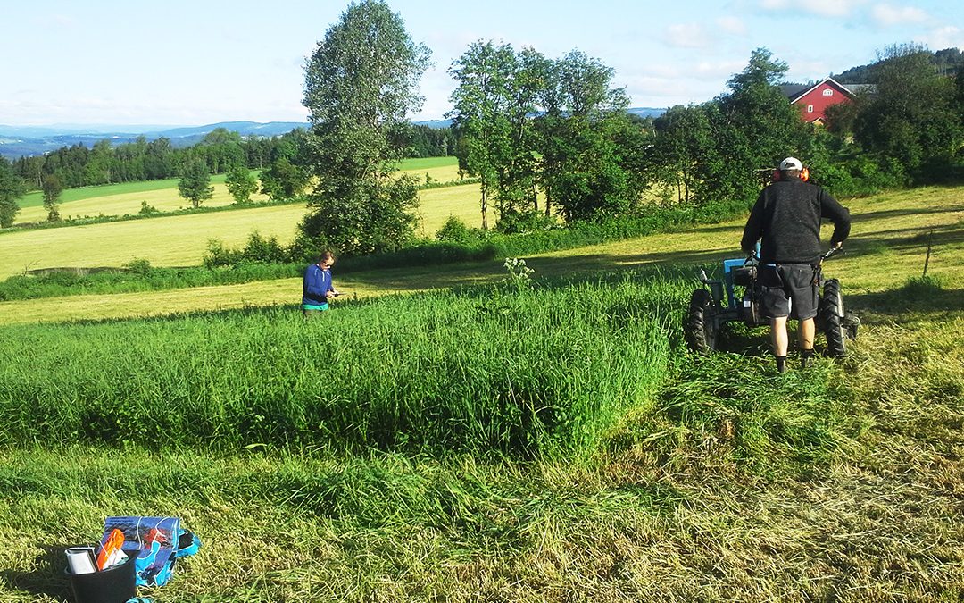 Ny norsk proteinkilde til grisen?