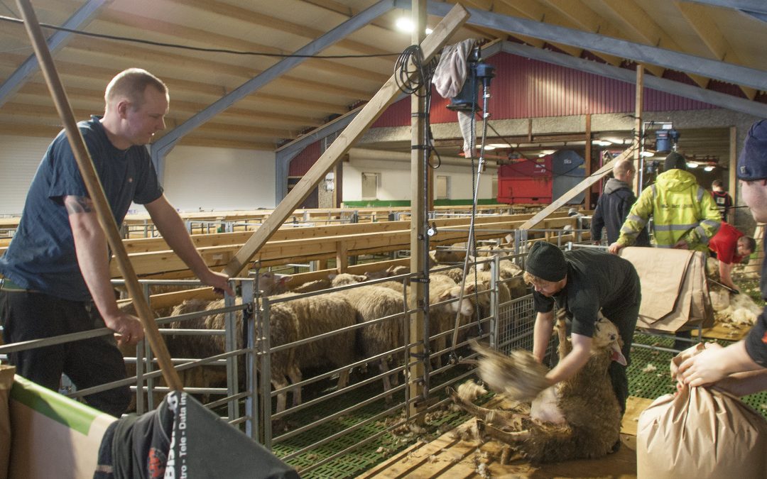 Klippeatletar på kurs