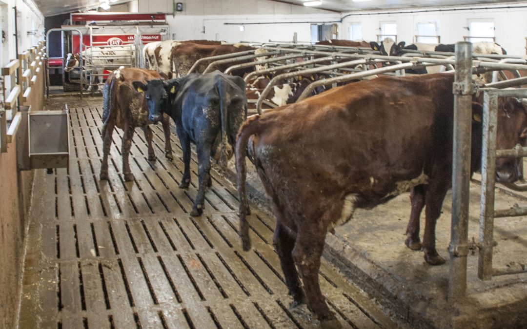 Moderne drift i gammalt fjøs