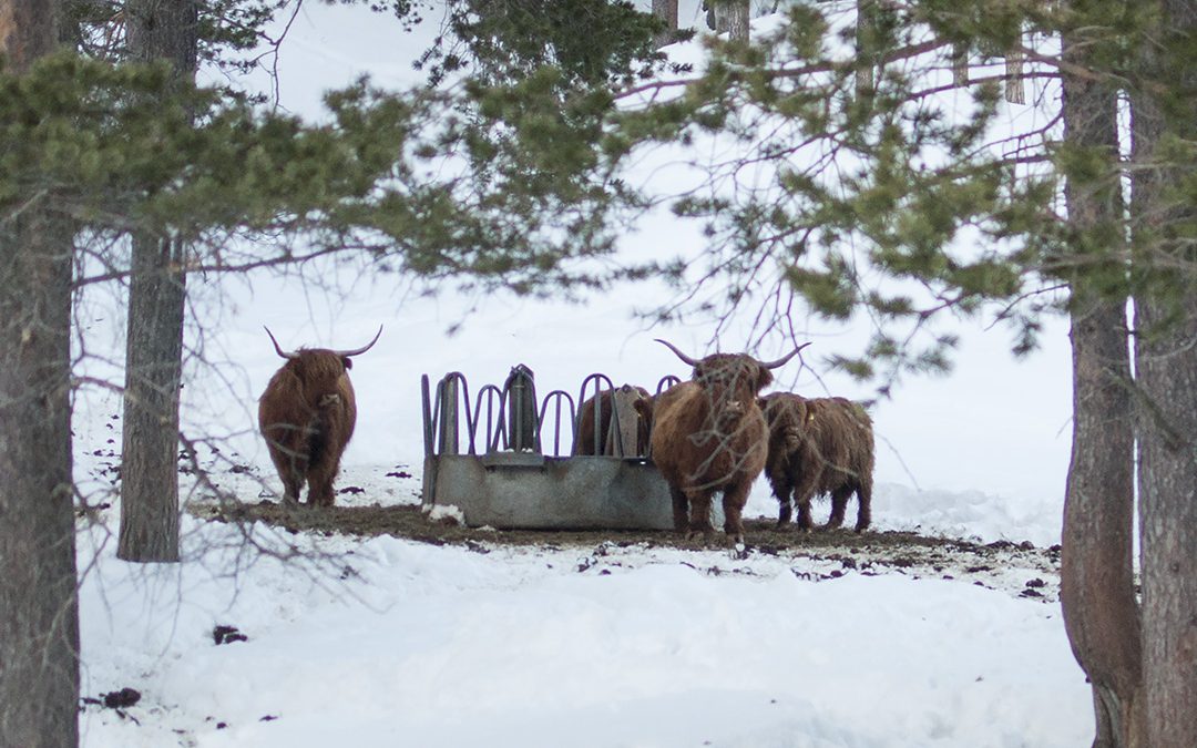 Mattilsynet reagerer på tynne storfe