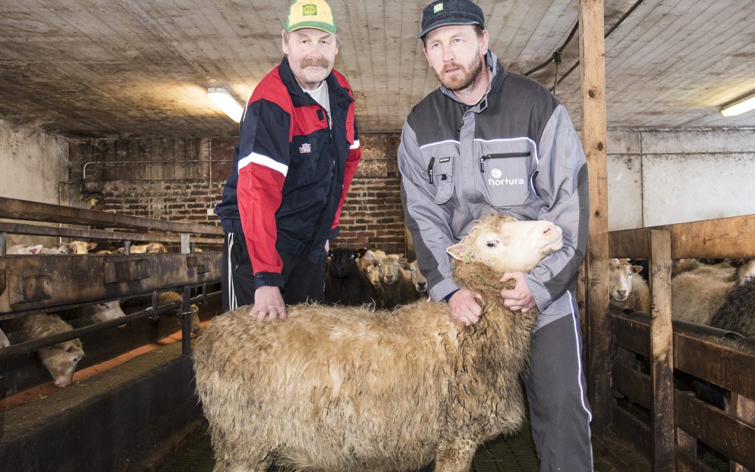 Byter ikkje ut spelsauene